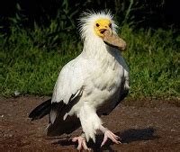 fakta menarik burung hering  pemakan bangkai  pembersih