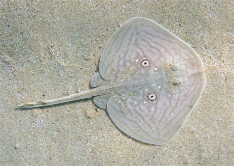 raja radula guide  mediterranean skates rays