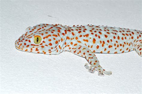 Gecko Gekkonidae Stock Photo Image Of Saurian Space 35766350