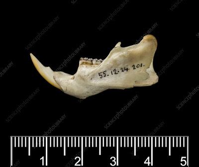 Antillean Giant Rice Rat Jaw Stock Image C010 1986 Science Photo