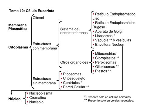 Tema C Lula Eucariota Ret Culo Endoplasm Tico Liso Ret Culo