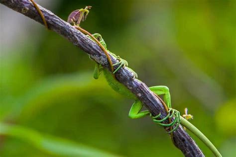 Be Transported to Peru: A Journey down the Amazon in Photos