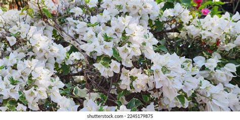 Bougainvillea Spectabilis Willd White Paper Flowers Stock Photo 2245179875 | Shutterstock