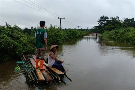 Dampak Banjir Konawe Ratusan Hektar Sawah Terendam Dan Kebun Merica