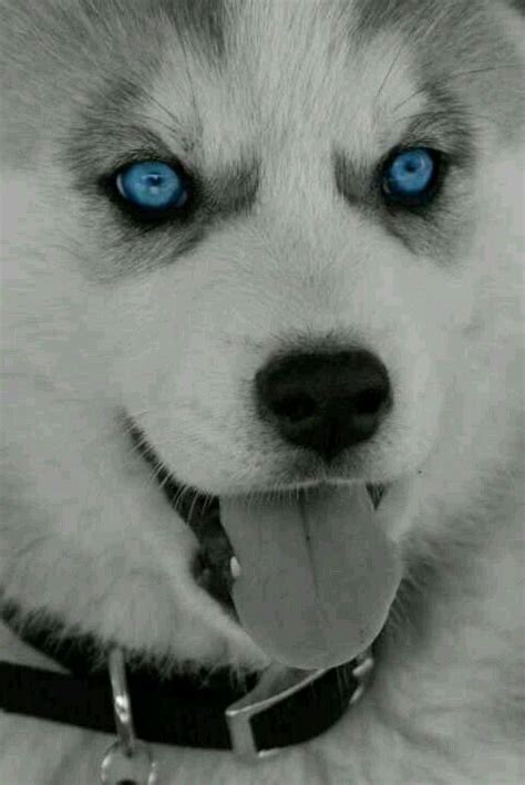 BLUE EYES. ... Like Animals, Animals Images, Beautiful Wolves, Animals ...