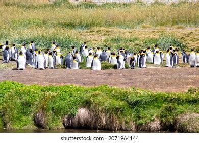 King Penguins Tierra Del Fuego Argentina Stock Photo 2071964144 | Shutterstock