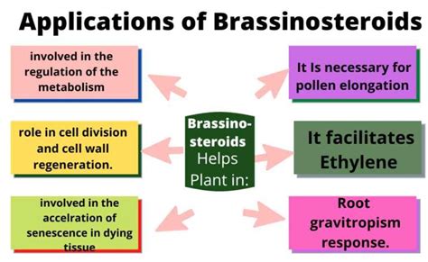 Brassinosteroids BR Structure Biosynthesis And Functions