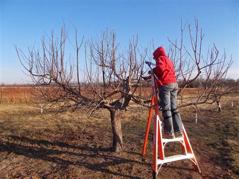 Brenda's Berries & Orchards: Pruning Apple Trees