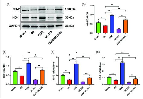 Curculigoside Activates The Nrf 2ho 1 Signaling Pathway During Hepatic