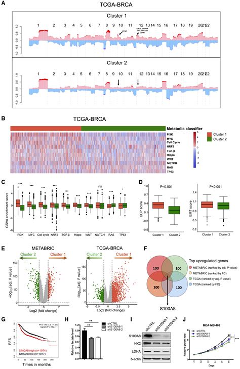 Bulk And Single Cell Transcriptome Profiling Reveal The Metabolic