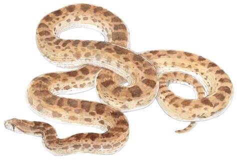 Rattlesnake Bullsnake Reptile Vipers - snakes png download - 2100*1440 ...