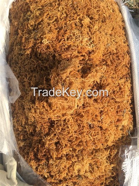 Dried Sea Moss With Competitive Price From Viet Nam By Viet Delta