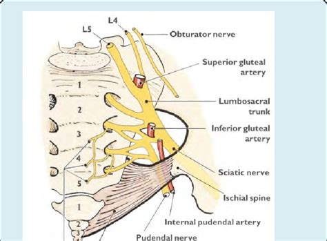 Sacral Plexus Anatomy