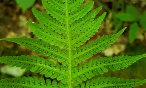 Deciduous Forest Ferns And Lycophytes Of The World