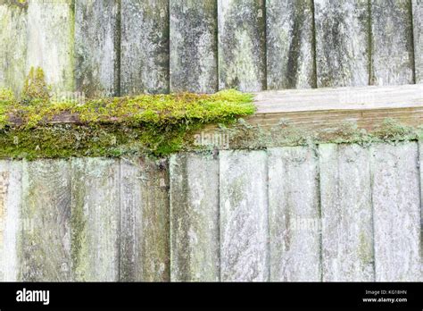 Moss Growing On A Wooden Fence Stock Photo Alamy