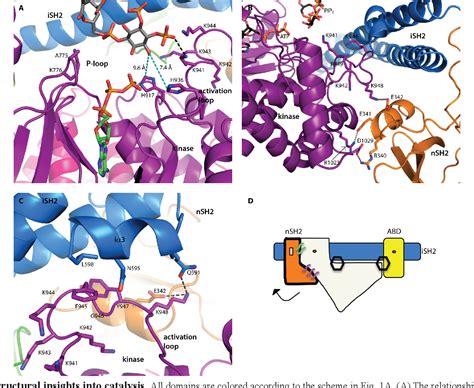 Table 1 From Structural Basis Of NSH2 Regulation And Lipid Binding In