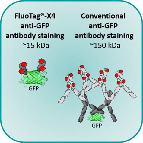 NanoTag FluoTag®-X4 anti-GFP single domain antibody