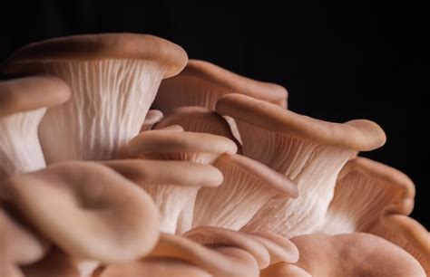 Phoenix Oyster Mushroom Cultivation And Health Benefits Explored