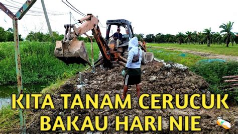 Piling Cerucuk Bakau Untuk Tembok Pagar YouTube