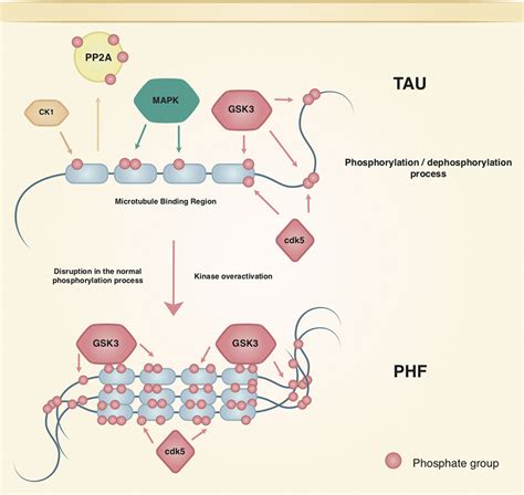 Frontiers Tau Phosphorylation In Female Neurodegeneration Role Of