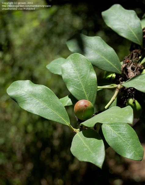 Plantfiles Pictures Acokanthera Species Bushman S Poison