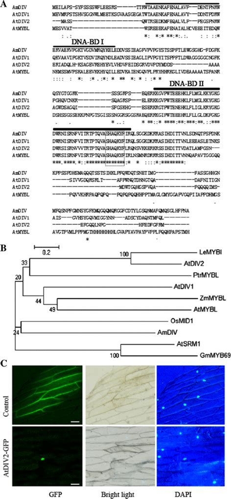 Amino Acid Sequence Alignment Phylogenetical Tree And The Nuclear