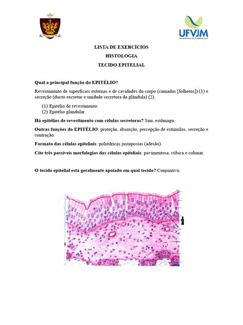 Exercícios sobre Tecido Epitelial | PDF | Epitélio | Anatomia