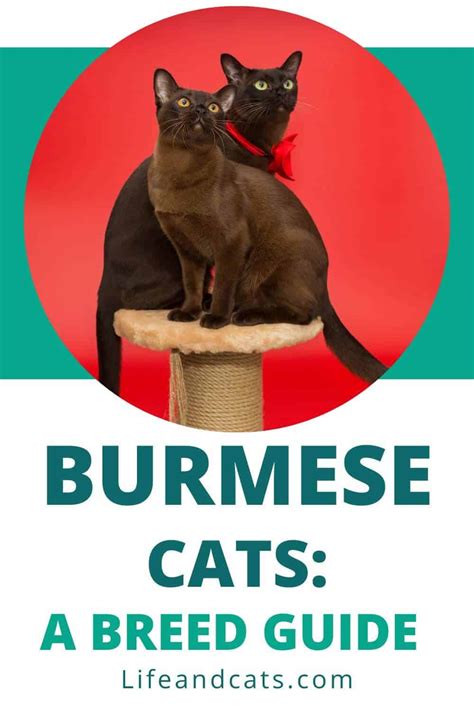 The Burmese Cat A Guide To Their Personality And Care