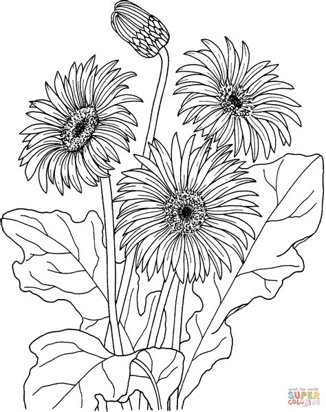 Gerbera Coloring Page Free Printable Coloring Pages