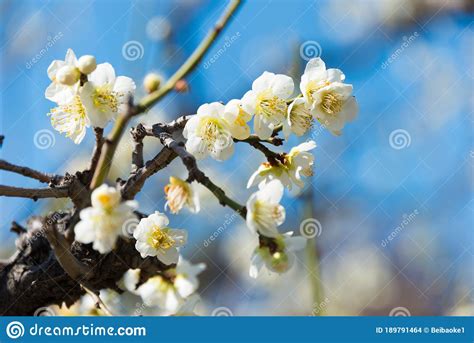 Prunus Mume Blossom Op Het Kasteel Van Osaka In Osaka In Japan Een