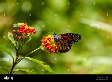 Monarch Butterfly Mariposa Monarca Danaus Plexippus Hi Res Stock