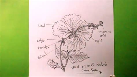 Hibiscus Flower Different Parts Of China Rose Parts Of Flower Youtube