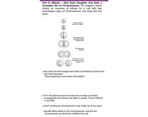 Solved Part A: Mitosis - ﻿How Each Daughter Cell Gets a | Chegg.com