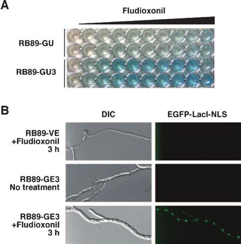 Visualization of A. nidulans Cells and EGFP Accumulation in the Nucleus ... 
