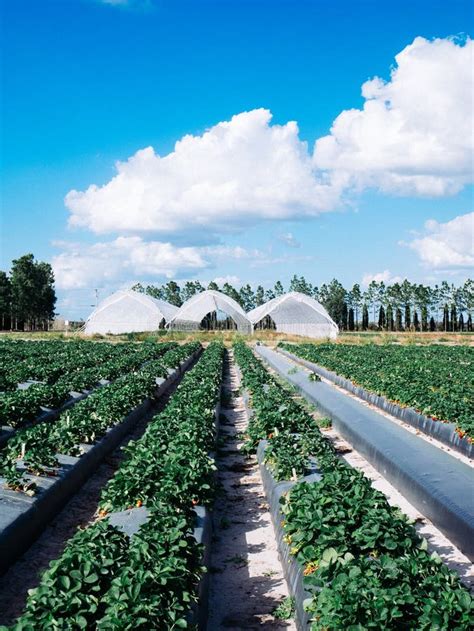 Strawberry Farm Stock Image Image Of Local Nurture 111814421