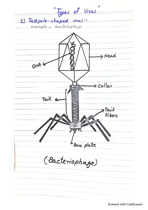 SOLUTION: Types of viruses with diagrams - Studypool