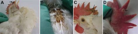 Macropathologic Images Of Fowlpox Virus Infection In Experimentally