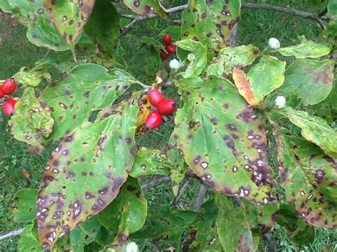 Dogwood Anthracnose: Dogwoods Aren’t In The Clear Yet!