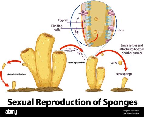 Diagram showing reproduction in sponges illustration Stock Vector Image ...