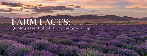 Farm facts: Quality essential oils from the ground up | Young Living ...