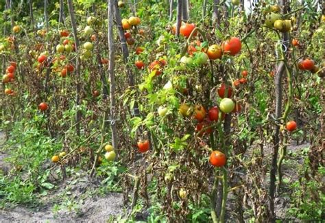 5 Reasons Why Your Tomato Plants Are Wilting And How To Save Them