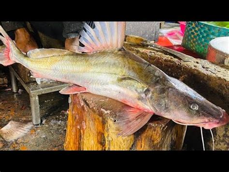 Rare Big Ayer Fish Cutting Live In BD Fish Market Amazing River Bagha