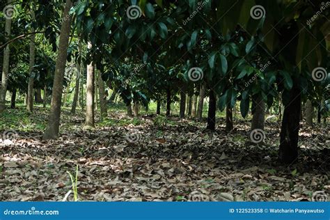 Mangosteen tree stock photo. Image of season, summer - 122523358