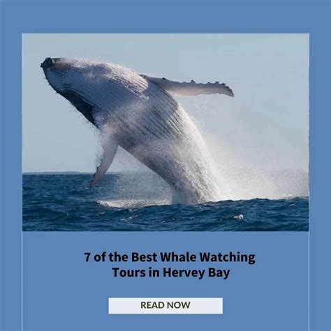 Whale Watching Hervey Bay Best Tours Updated