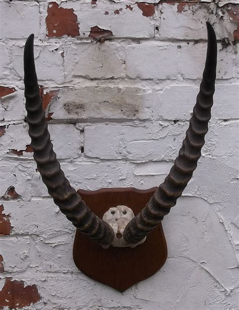 Antiques Atlas - African Antelope Horns Hunting Trophy