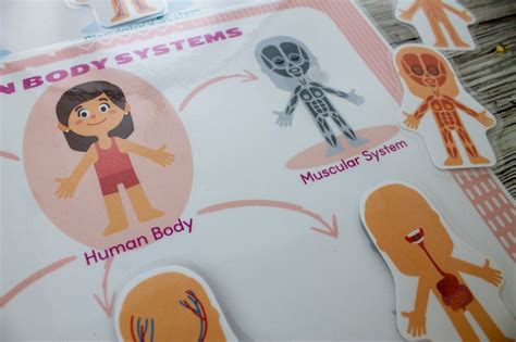 Human Body Systems Printable Learning Anatomy Pack Preschool Etsy Uk