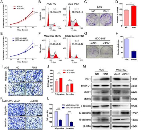 Pin Facilitates The Progression Of Gastric Cancer A Detect The