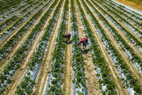 Agricultura Regenerativa Una Pr Ctica Para Cuidar El Planeta Emprendedor