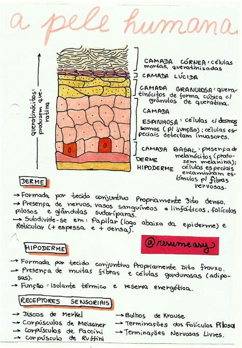 Mapa Mental Do Sistema Tegumentar Mara