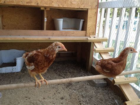 Golden Sex Link Pics BackYard Chickens Learn How To Raise Chickens